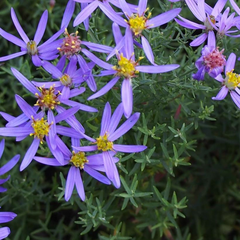 Aster sedifolius Nanus - Aster à feuilles de sedum (Foliage)