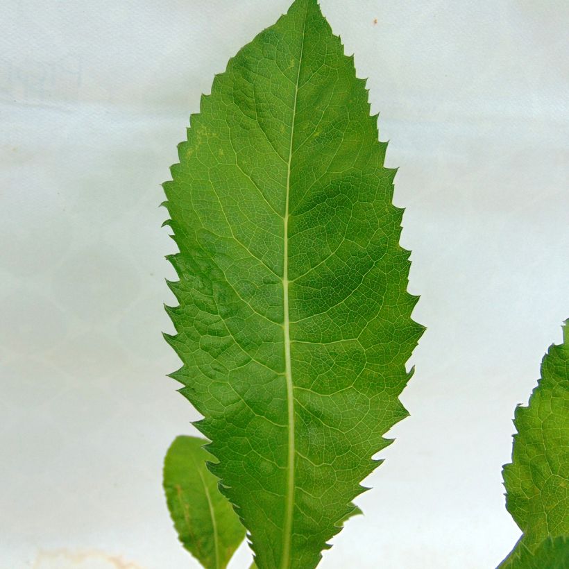 Aster tataricus Jindai - Aster de Tartarie (Foliage)