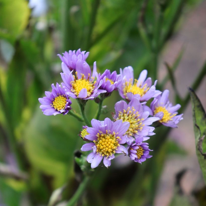 Aster tataricus Jindai - Aster de Tartarie (Flowering)