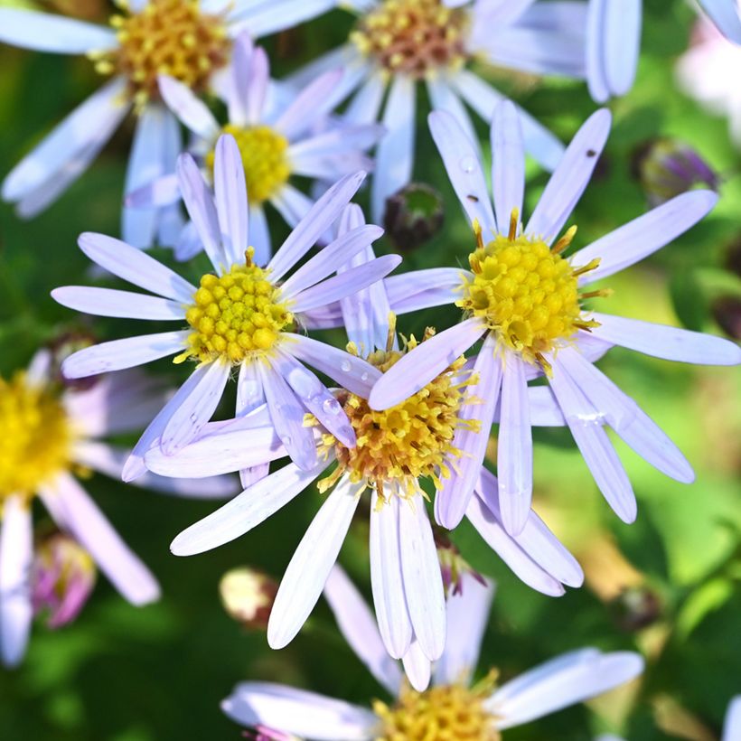 Aster ageratoides Adustus Nanus - Aster nain d'été (Flowering)
