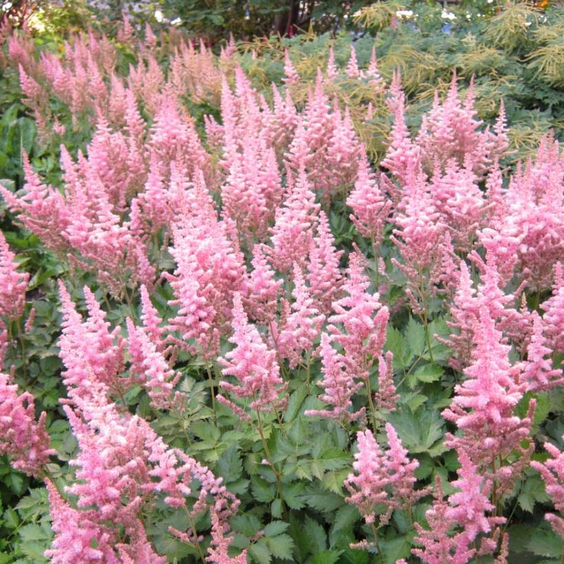 Astilbe Vision in Pink (Flowering)