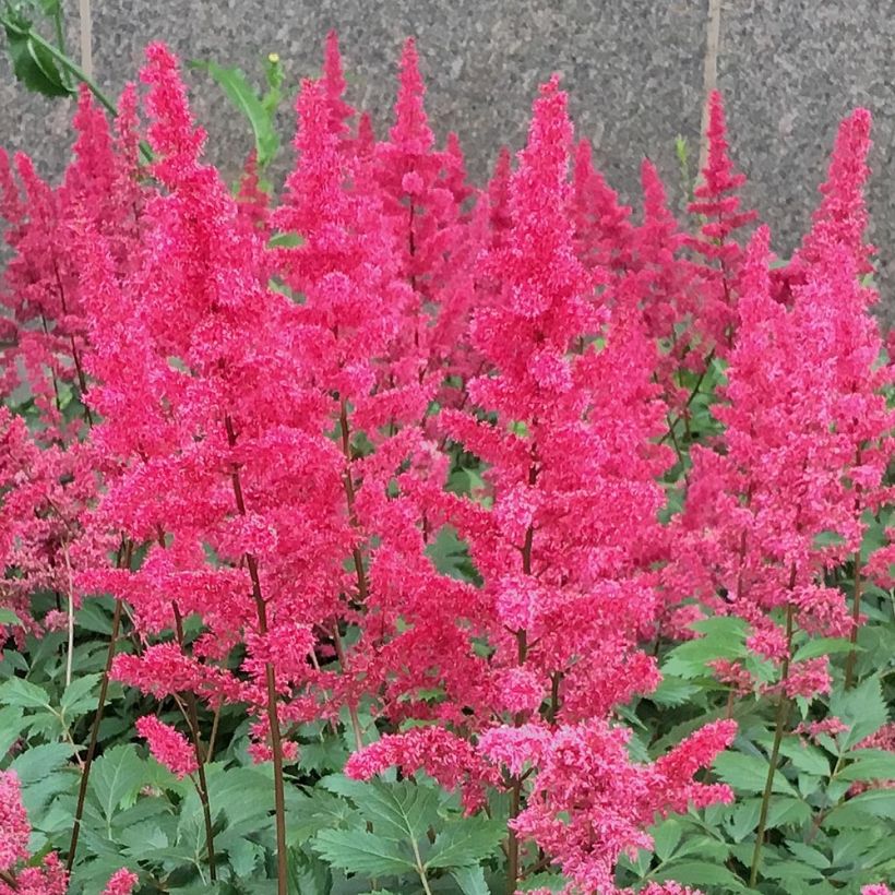Astilbe Vision in Red (Flowering)
