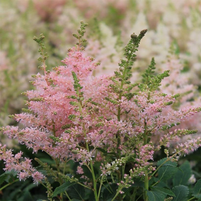 Astilbe Younique® Silvery Pink (Flowering)