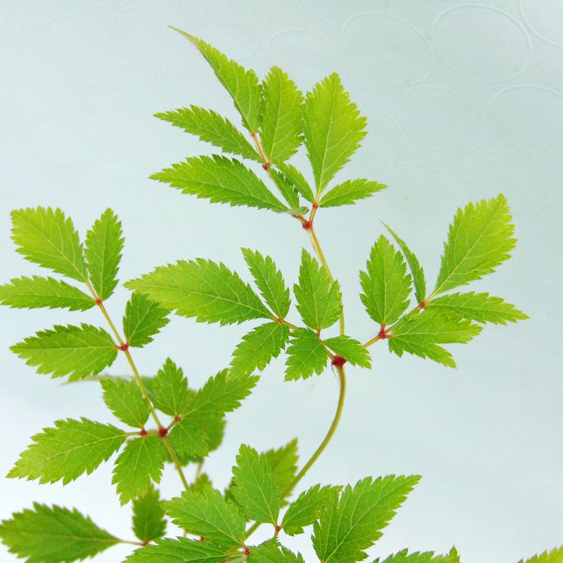 Astilbe arendsii Anita Pfeifer (Foliage)