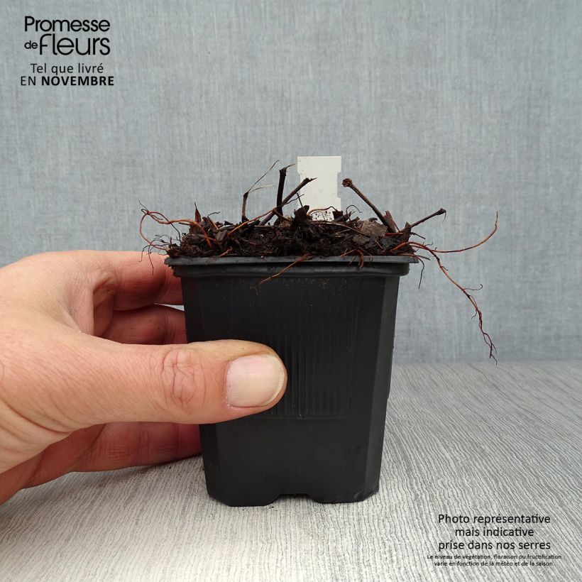 Example of Astilbe arendsii Bumalda Godet de 8/9 cm as you get in automne