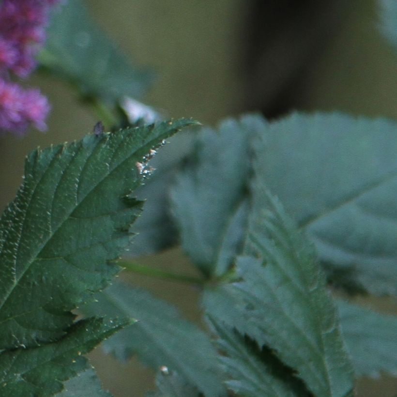 Astilbe chinensis (Foliage)