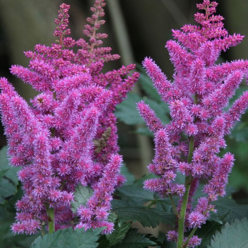 Astilbe chinensis (Flowering)