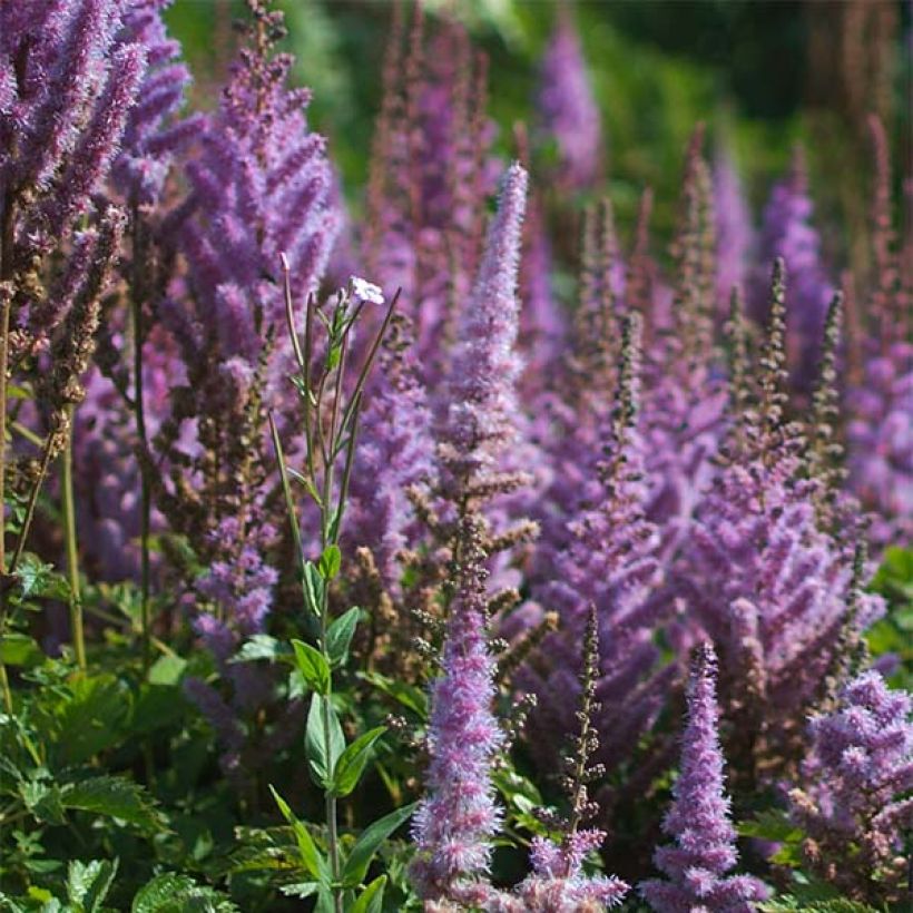 Astilbe chinensis var. taquetii Purpurlanze (Flowering)