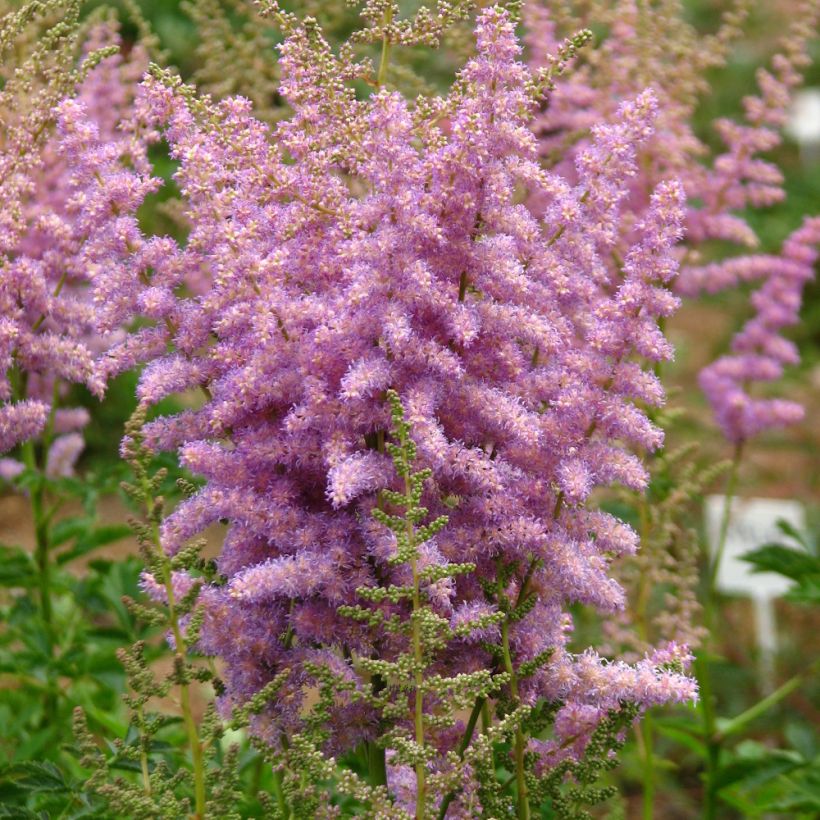 Astilbe chinensis var. davidii (Plant habit)