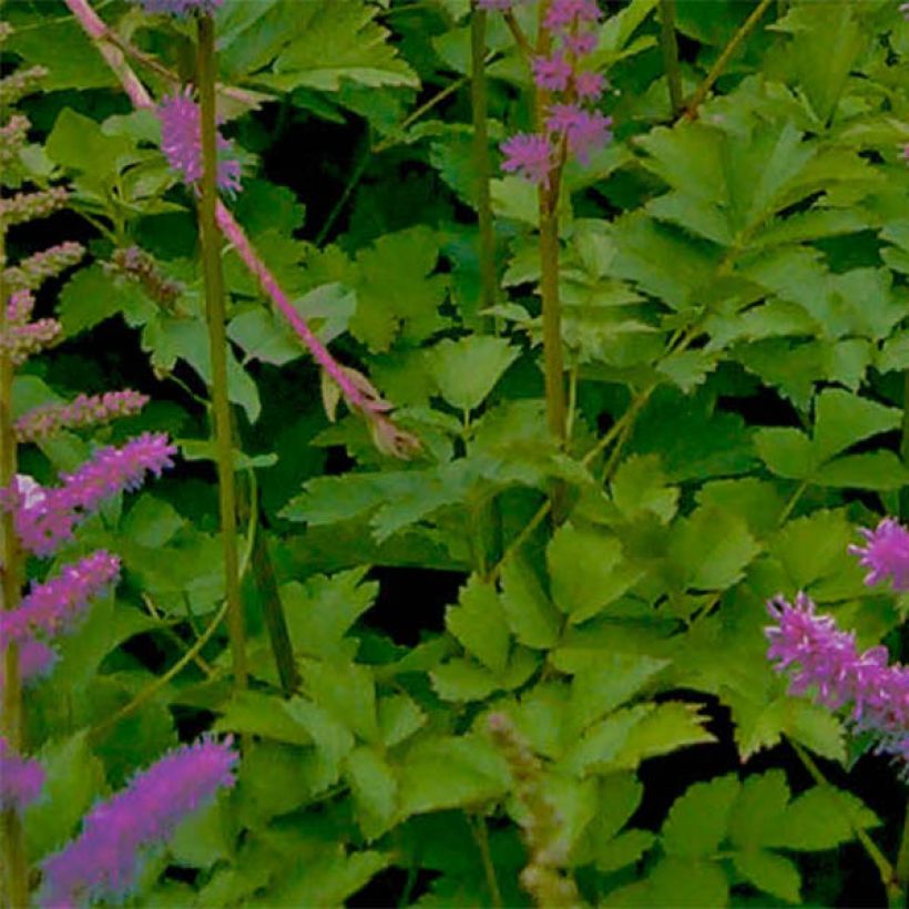 Astilbe chinensis var. taquetii Superba (Foliage)