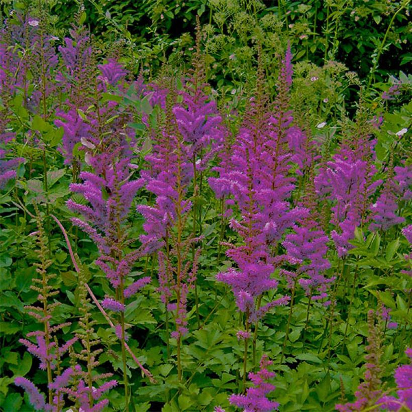 Astilbe chinensis var. taquetii Superba (Flowering)