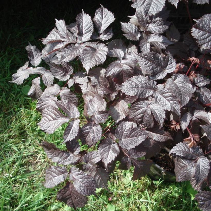 Astilbe Chocolate Shogun (Foliage)