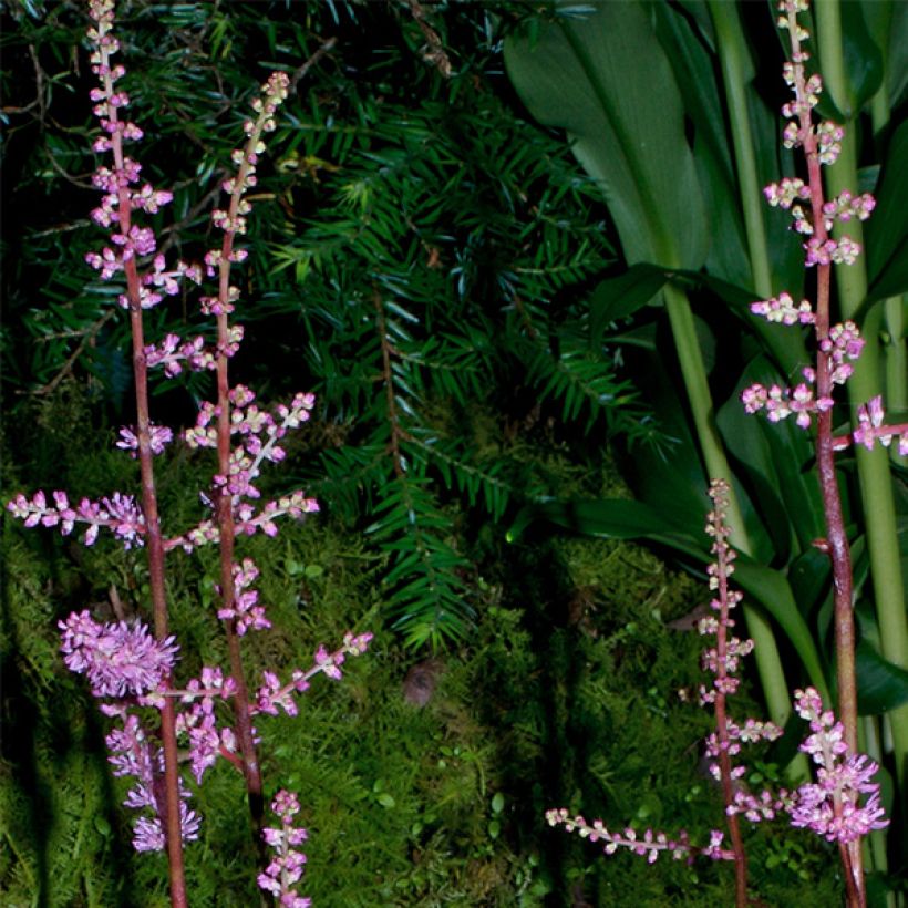 Astilbe crispa Perkeo (Flowering)