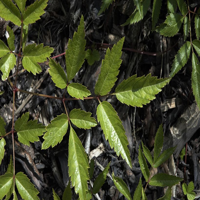Astilbe japonica Deutschland (Foliage)