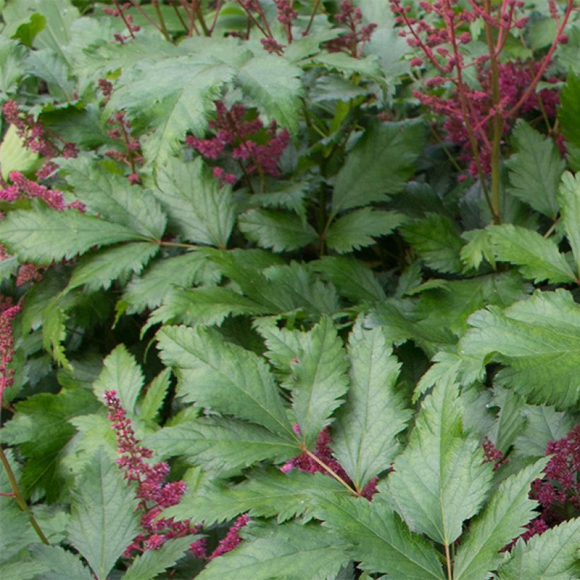 Astilbe japonica Vesuvius (Foliage)