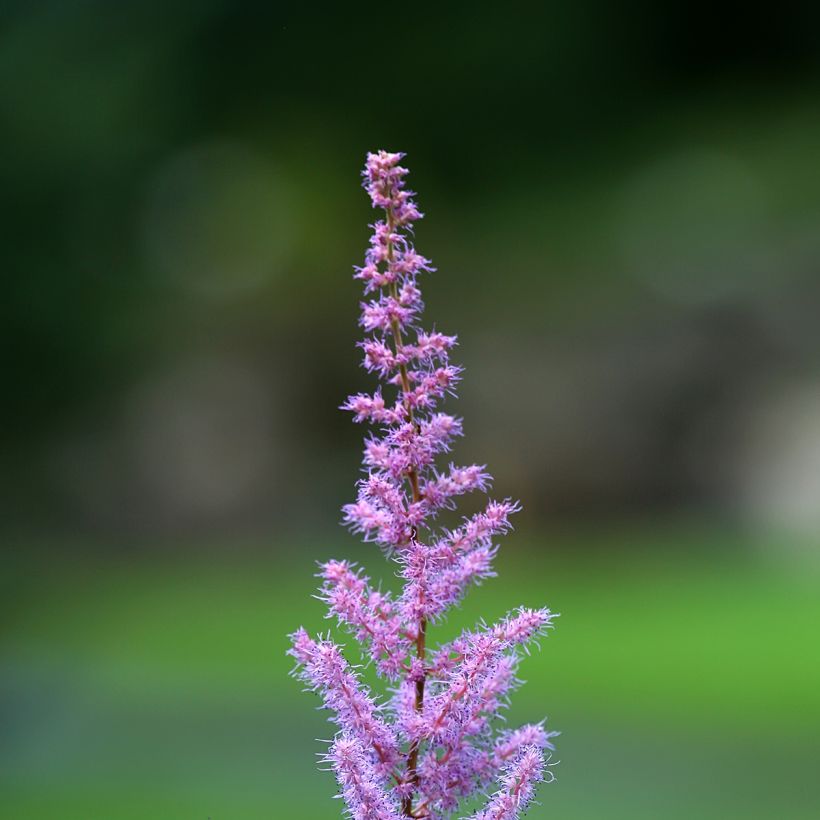 Astilbe myriantha (Flowering)