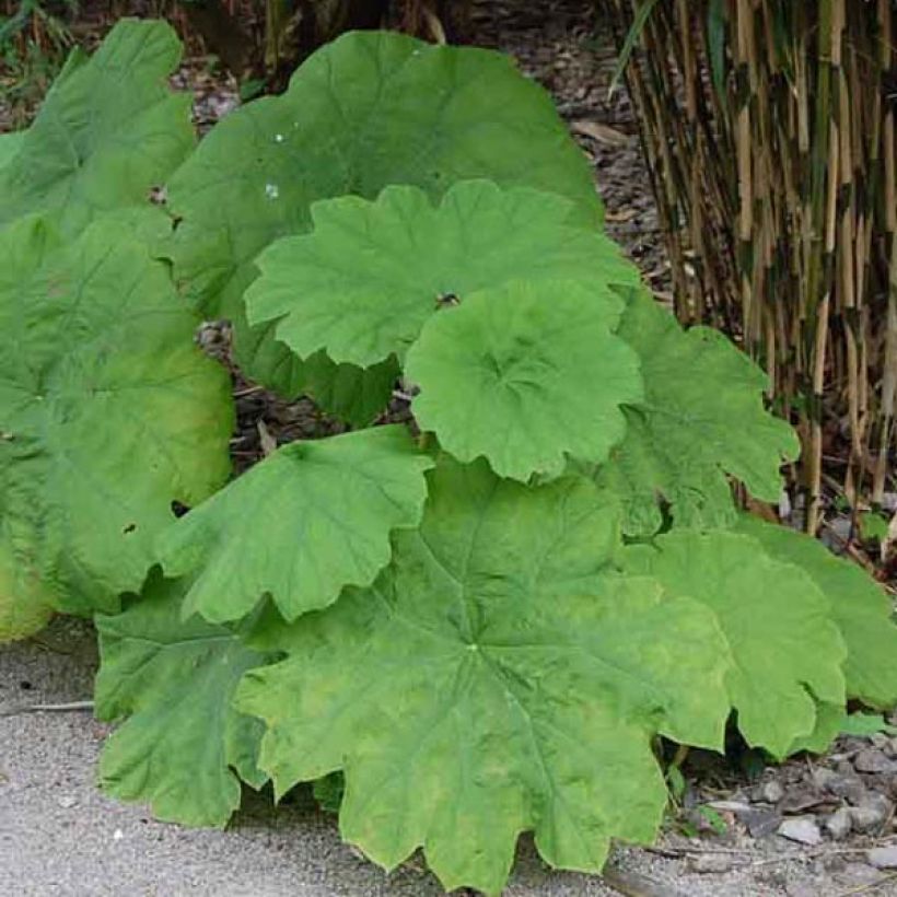 Astilboides tabularis (Plant habit)