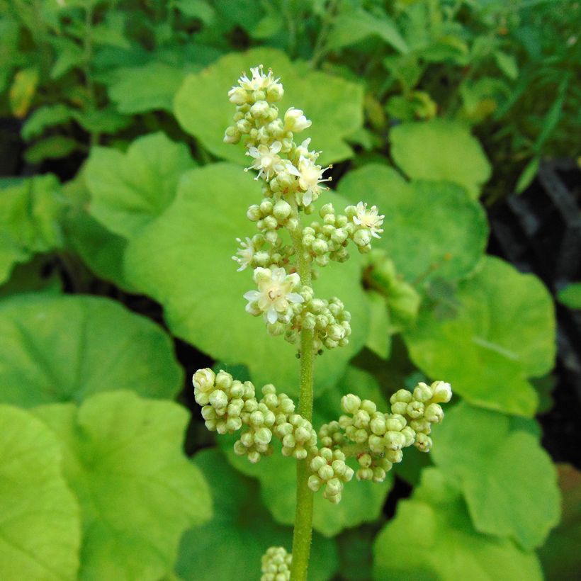 Astilboides tabularis (Flowering)
