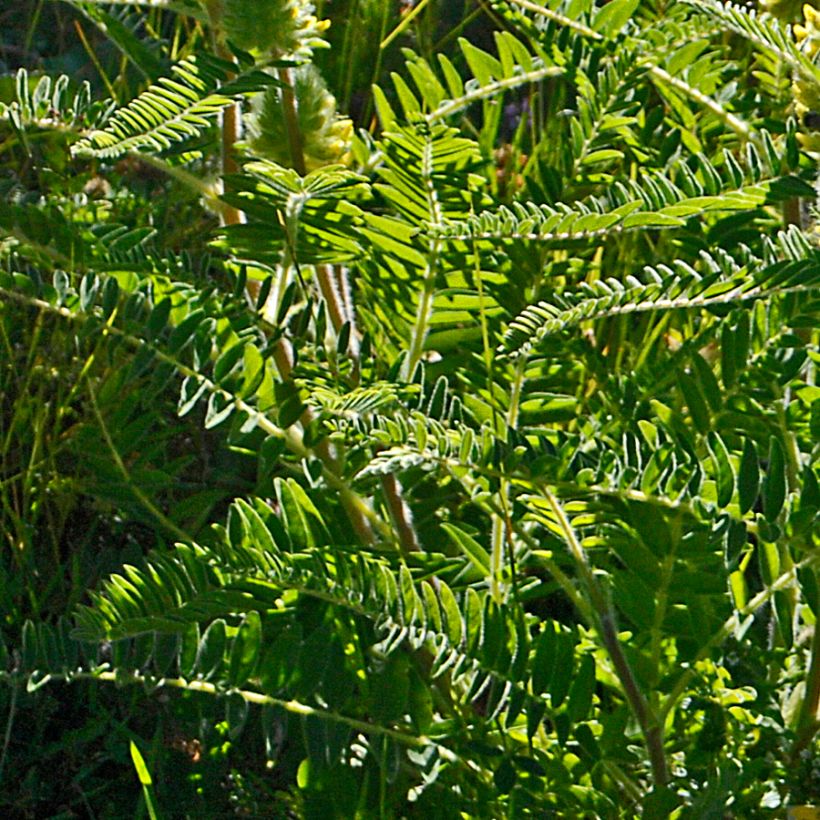 Astragalus centralpinus (Foliage)