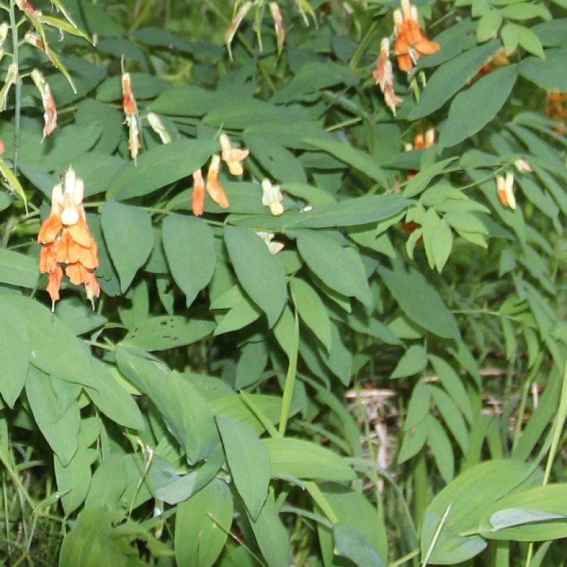 Astragalus glycyphyllos (Foliage)