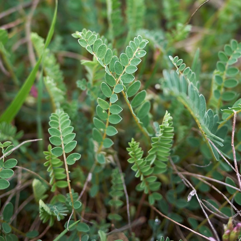 Astragalus monspessulanus (Foliage)