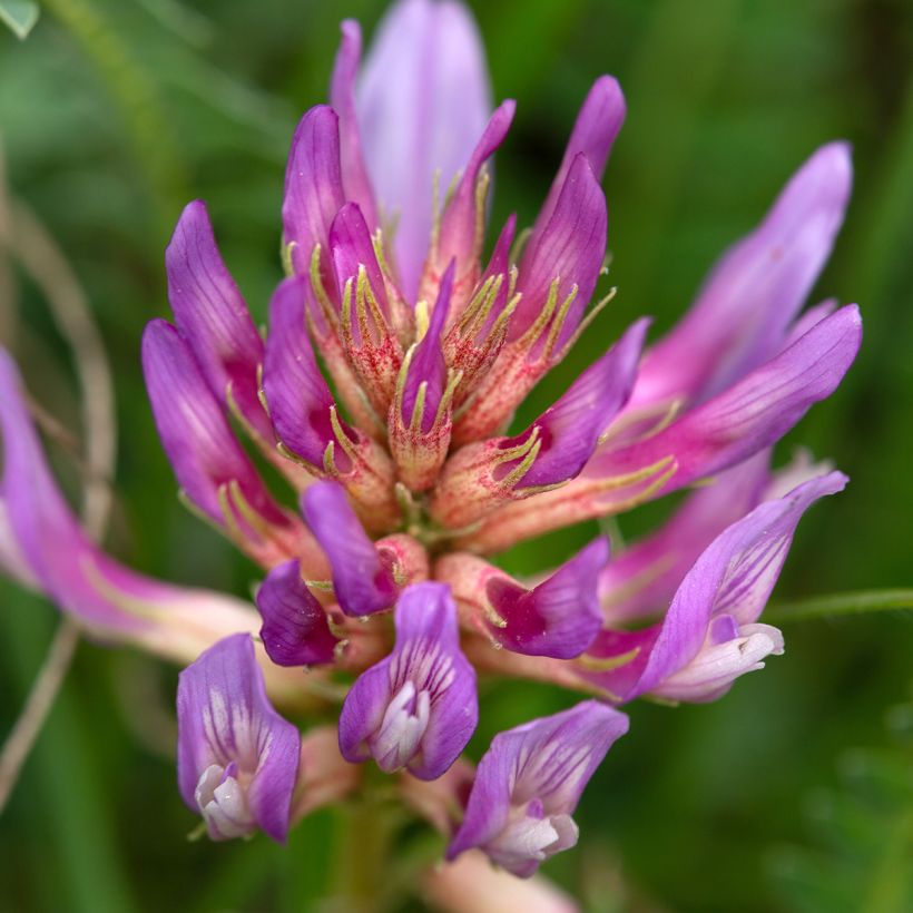 Astragalus monspessulanus (Flowering)