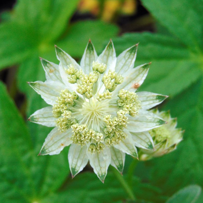 Astrance - Astrantia major Alba (White) (Flowering)