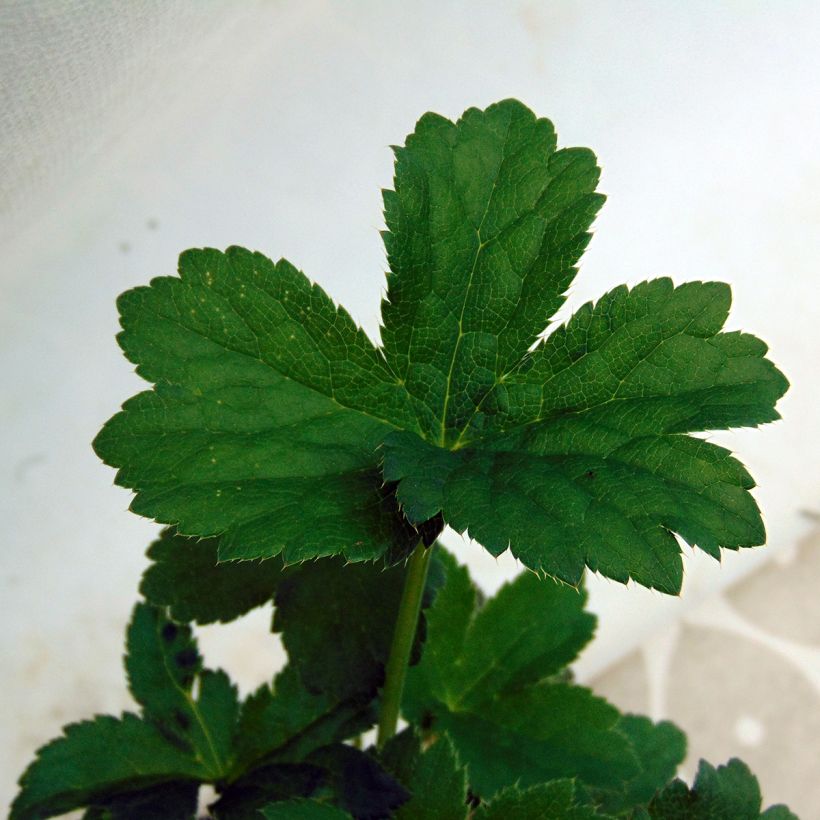 Astrance - Astrantia major Moulin Rouge (Foliage)
