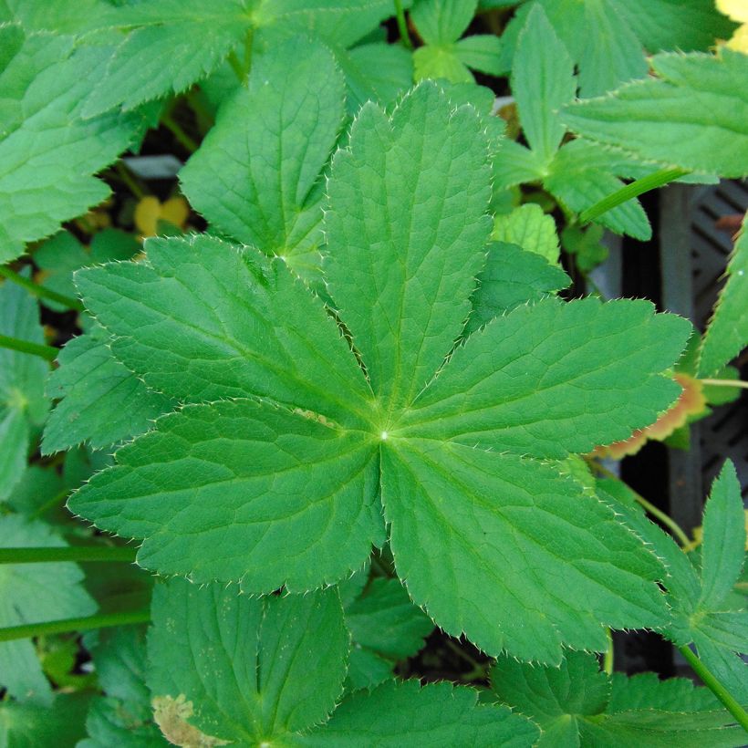 Astrance - Astrantia major Rosea (Foliage)