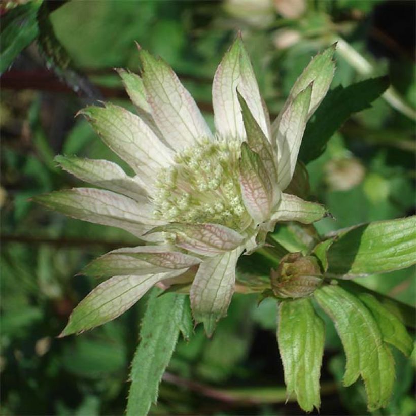 Astrance Princesse Sturdza - Astrantia major (Flowering)