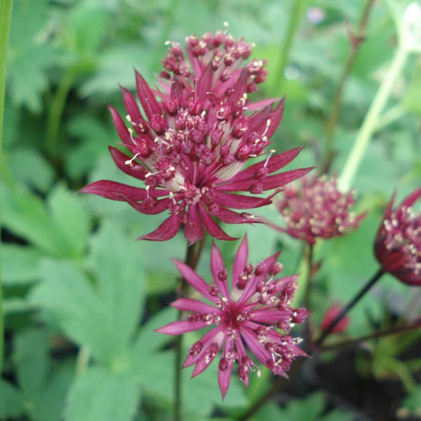 Astrance - Astrantia major Ruby Star (Flowering)