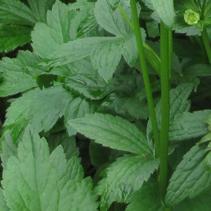 Astrance - Astrantia Star of Billion (Foliage)