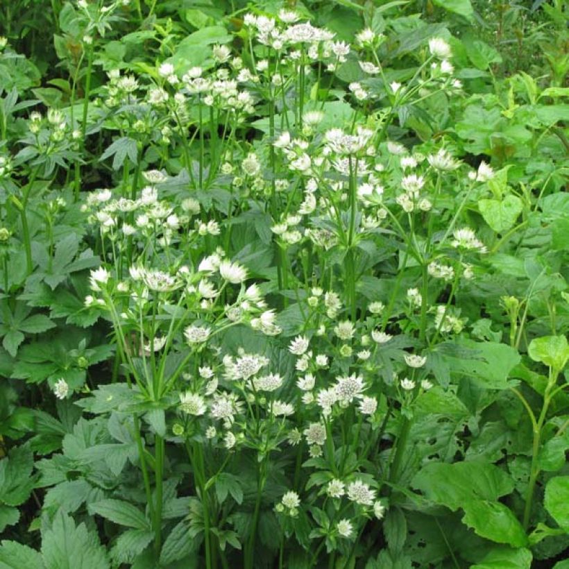 Astrance - Astrantia Star of Billion (Plant habit)