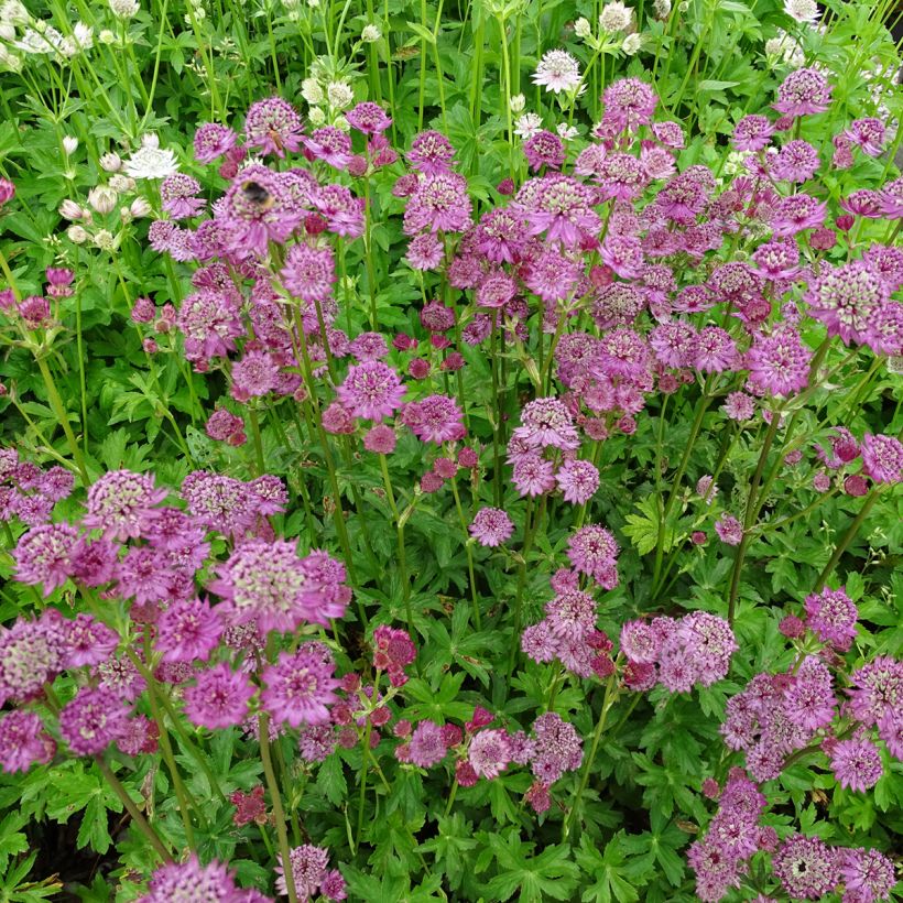 Astrance - Astrantia major Star of Passion (Plant habit)