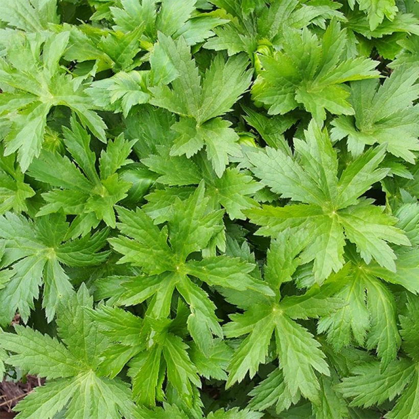Astrance - Astrantia major Pink Sensation  (Foliage)
