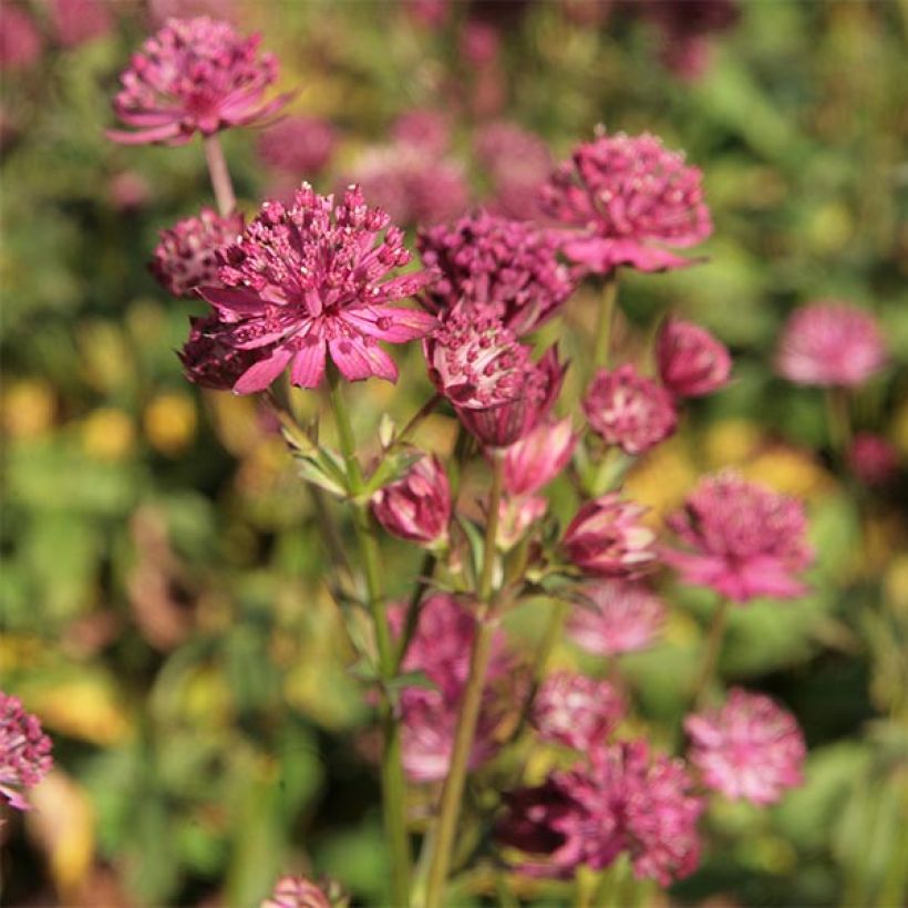 Astrantia major Washfield - Grande astrance  (Flowering)