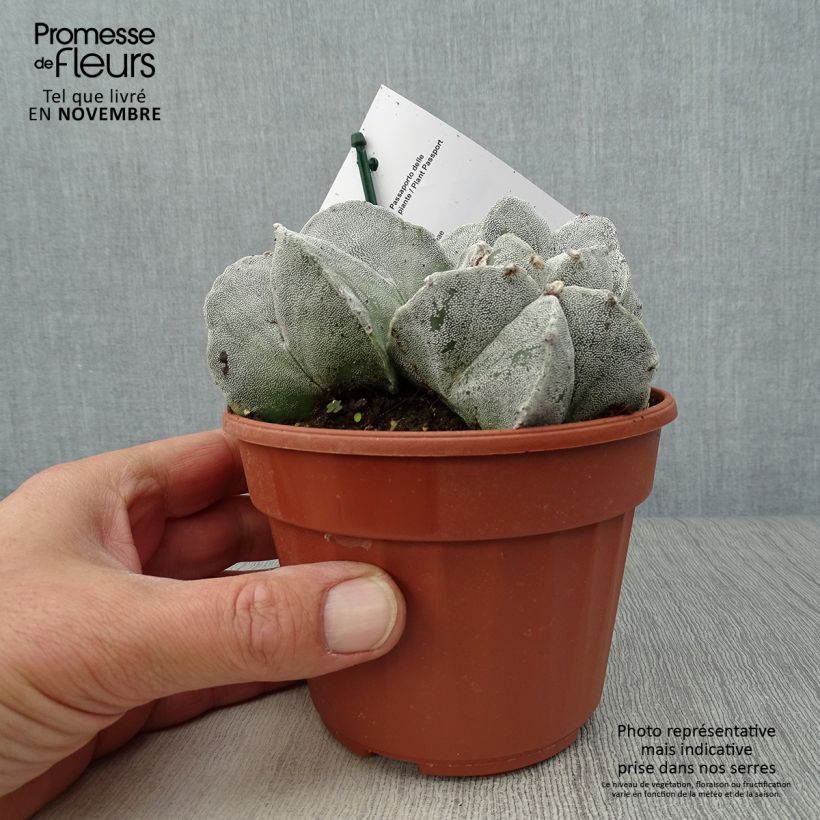 Example of Astrophytum myriostigma - Bonnet d'evêque Pot de 12 cm / 13 cm as you get in automne