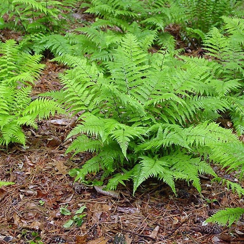 Athyrium filix-femina - Fougère femelle (Plant habit)