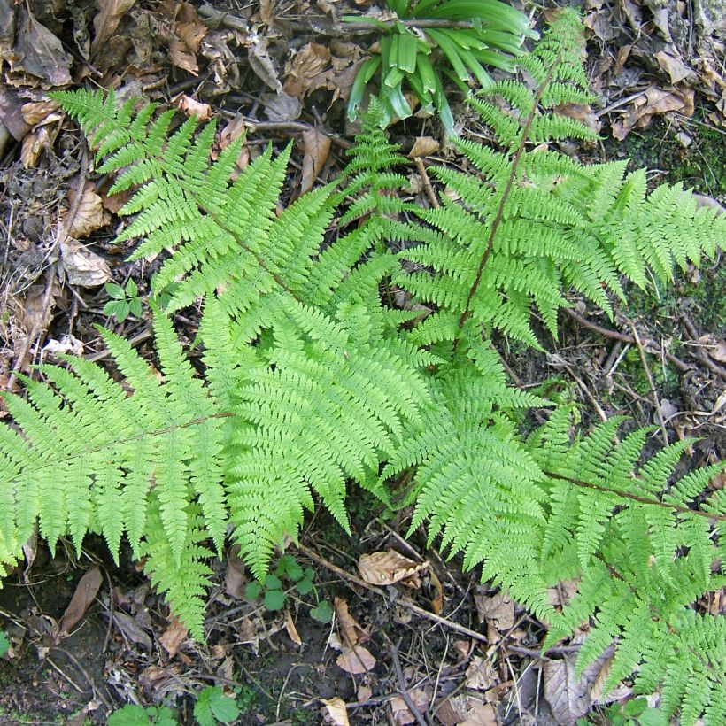 Athyrium filix-femina Cruciatum Group - Fougère femelle (Plant habit)