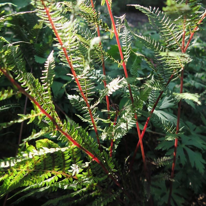 Athyrium filix-femina Lady in Red - Fougère femelle (Foliage)