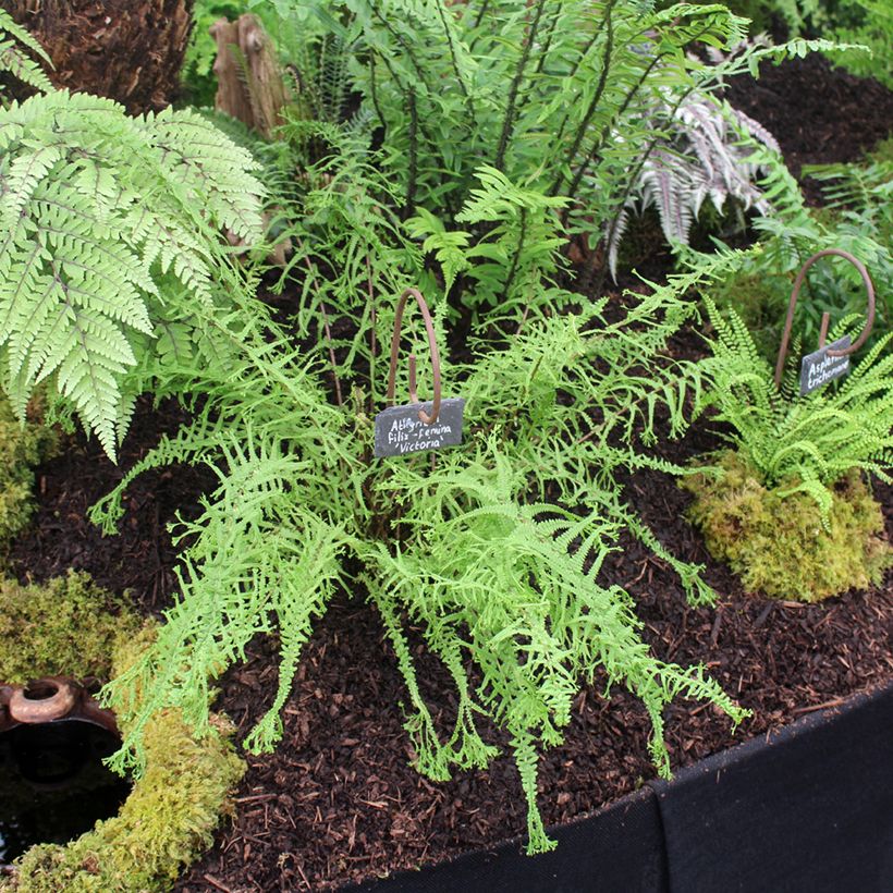 Athyrium filix-femina Victoriae - Fougère femelle Victoriae (Plant habit)