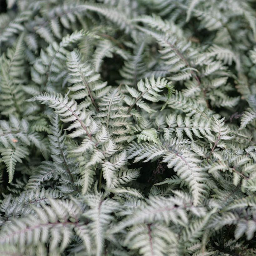 Athyrium niponicum Pewter Lace - Fougère Peinte (Foliage)
