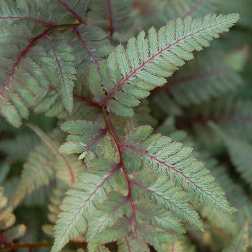 Athyrium niponicum var. pictum Red Beauty - Fougère femelle du Japon (Foliage)