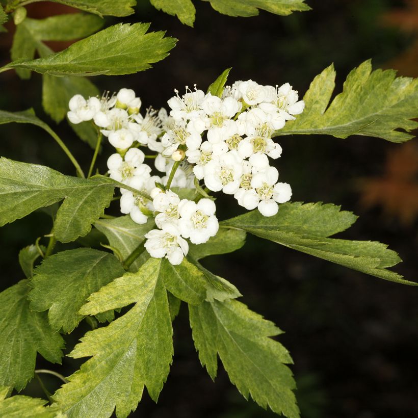 Aubépine - Crataegus chlorosarca Variegata (Flowering)
