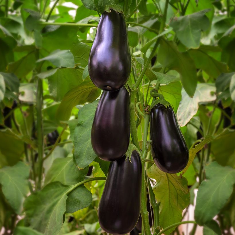 Aubergine Black Beauty Bio - Ferme de Sainte Marthe (Plant habit)