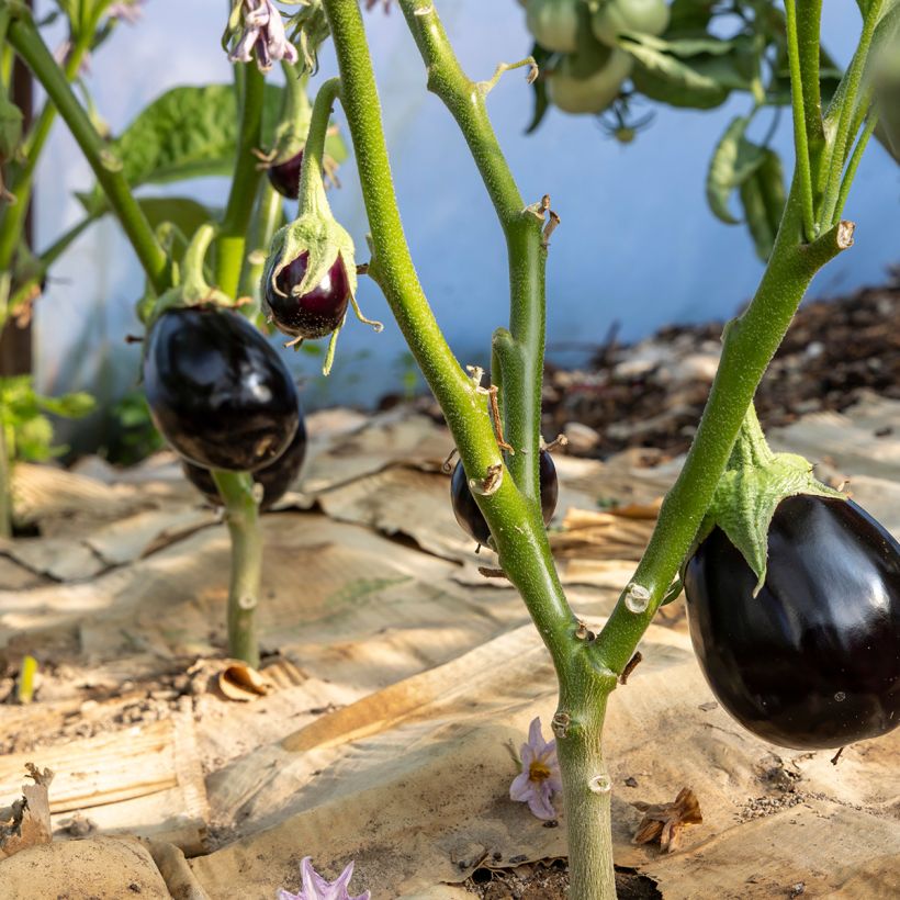 Aubergine Bonica F1  - Solanum melongena (Plant habit)