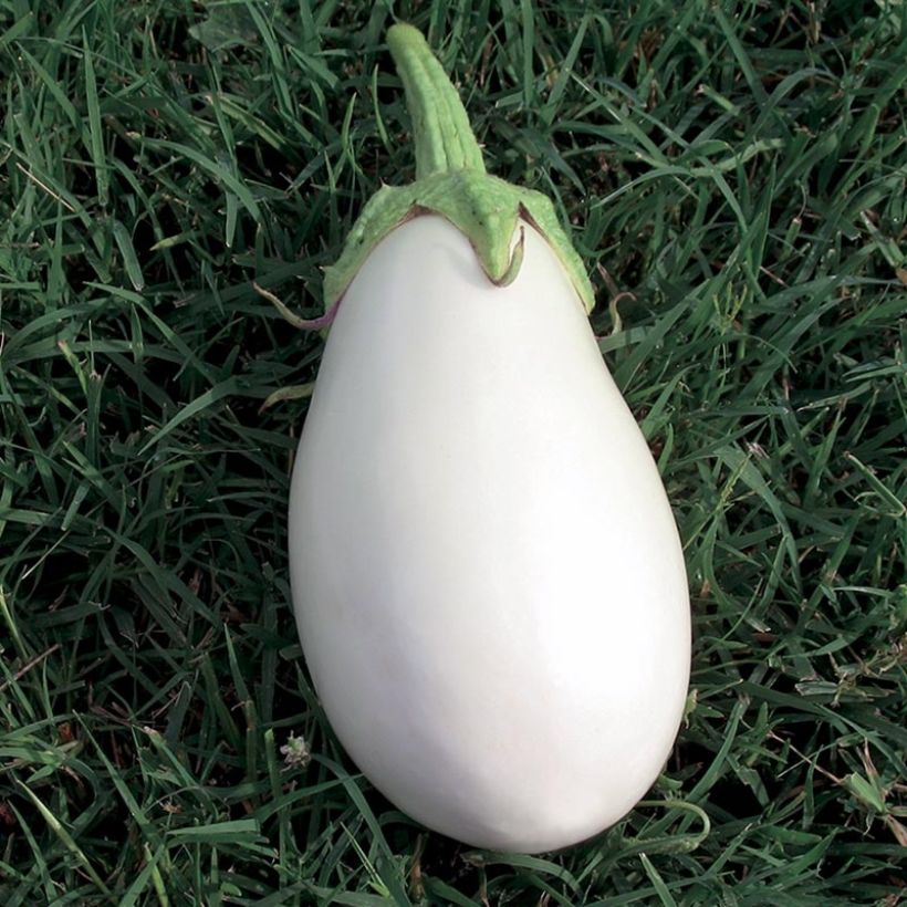 Aubergine Clara F1 en plants GREFFES  (Harvest)