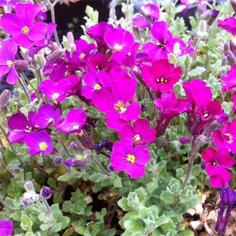 Aubriète rouge - Aubrieta Cascade Red (Flowering)