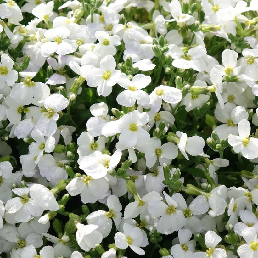 Aubriète Kitte White (Flowering)