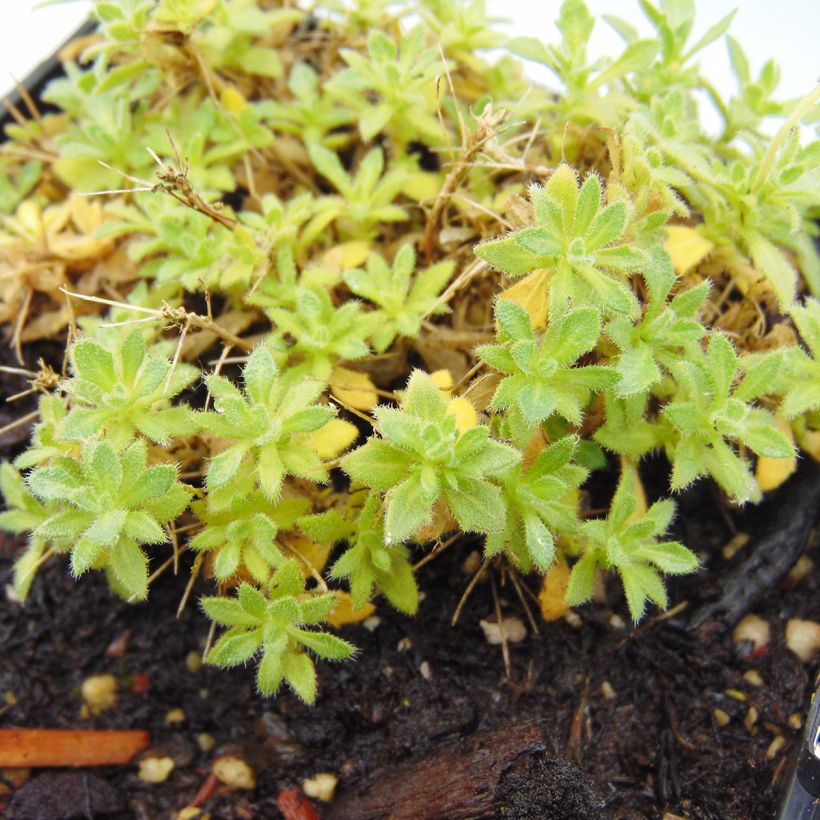 Aubriète blanche - Aubrieta Fiona (Foliage)